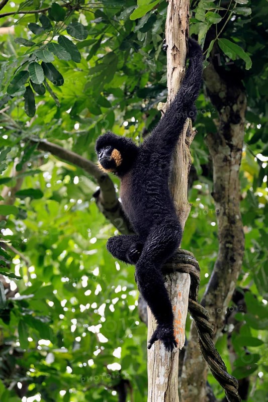 Southern yellow-cheeked gibbon (Nomascus gabriellae), adult, male, sitting, on tree, alert, Southeast Asia
