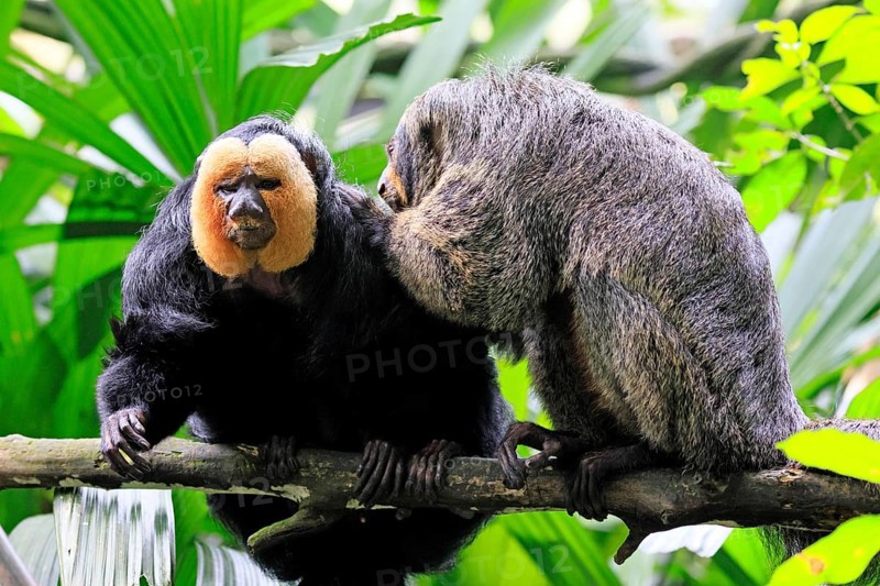 White-headed saki (Pithecia pithecia), adult, on tree, pair, male, female, fur care, social behaviour, South America