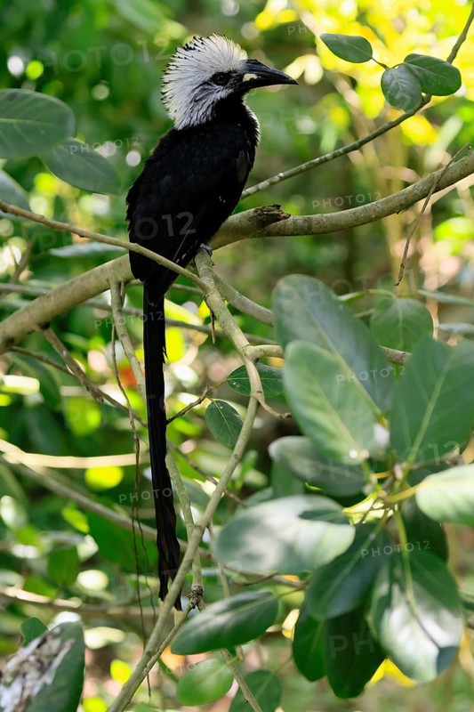 White-crested Hornbill (Horizocerus albocristatus), adult, on tree, vigilant, Africa, captive