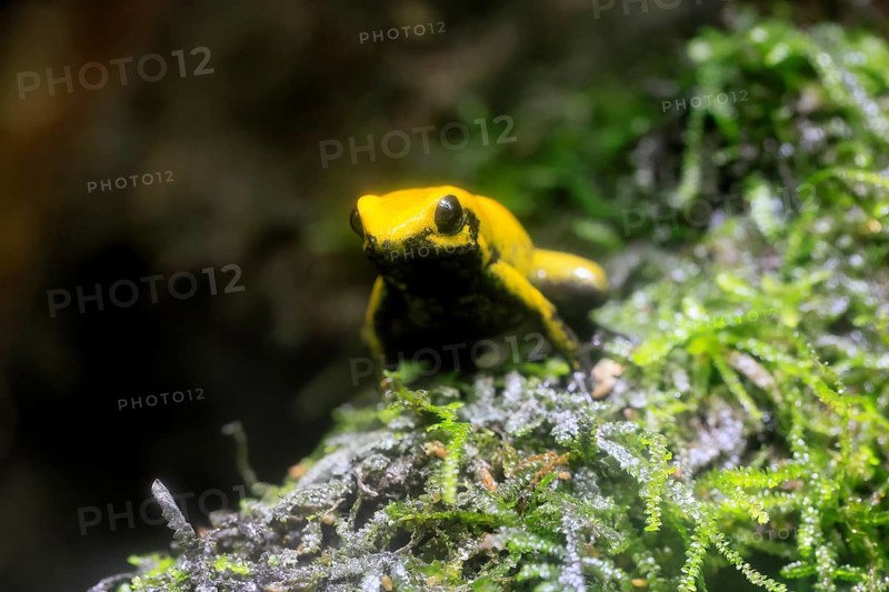 Black-legged poison frog (Phyllobates bicolor), adult, sedentary, moss, alert, Colombia, South America, captive