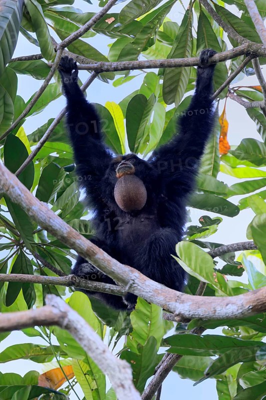 Siamang (Symphalangus syndactylus), adult, on tree, calling, Southeast Asia
