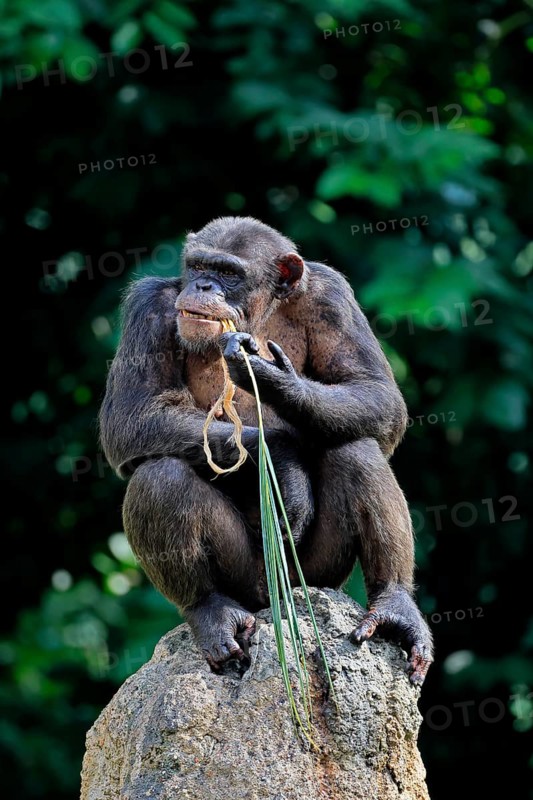 Chimpanzee (Pan troglodytes), adult, on rocks, feeding