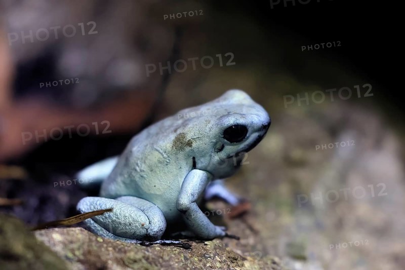 Golden poison frog (Phyllobates terribilis), metallic yellow-green form, adult, sitting, on ground, alert, Colombia, South America