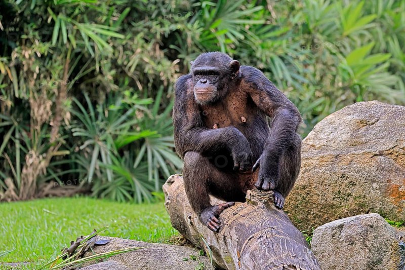 Chimpanzee (Pan troglodytes), adult, sitting on tree trunk, alert
