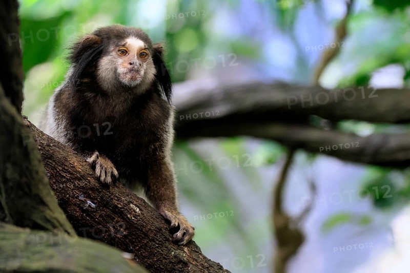 Black tufted monkey (Callithrix penicillata), adult, sitting on tree, alert, Brazil, South America
