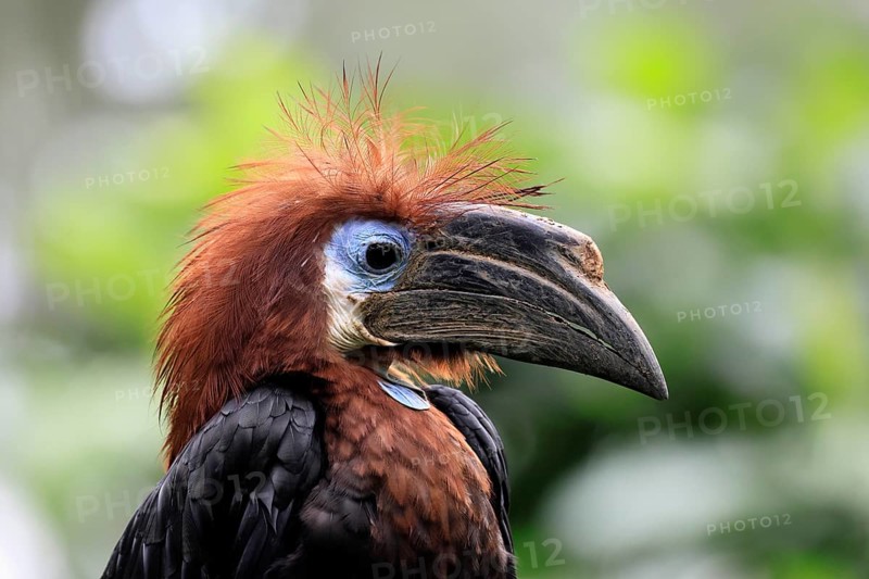 Black-helmeted Hornbill (Ceratogymna atrata), Club-tailed Hornbill, adult, female, portrait, South America