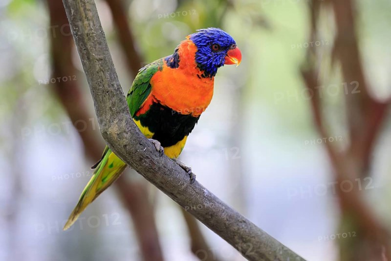 Red-naped Lorikeet (Trichoglossus rubritorquis), Darwin All-coloured Lorikeet, adult, on tree, calling, Australia