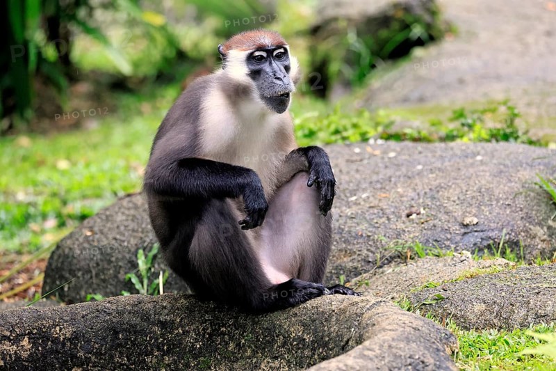 Red-crowned mangabey (Cercocebus torquatus), red-headed mangabey, collared mangabey, adult, vigilant, sitting, on the ground
