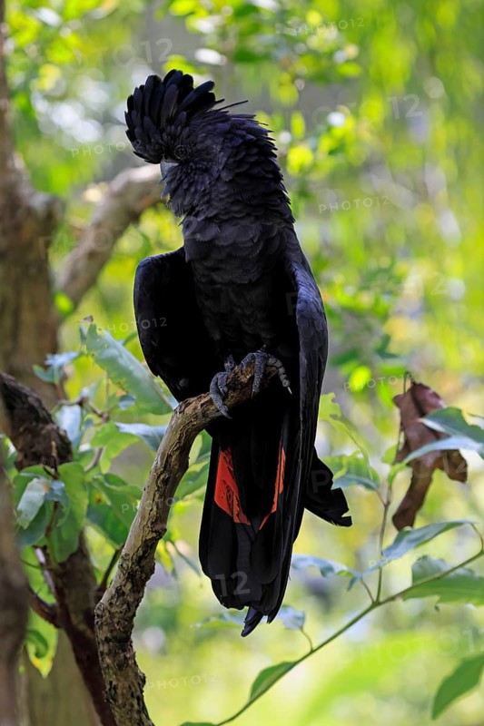 Red-tailed Cockatoo (Calyptorhynchus banksii), Banks' Cockatoo, adult, male, perch, alert, Australia