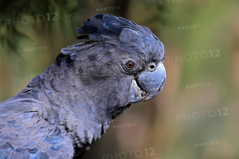 Red-tailed Cockatoo (Calyptorhynchus banksii), Banks' Cockatoo, adult, portrait, alert, Australia