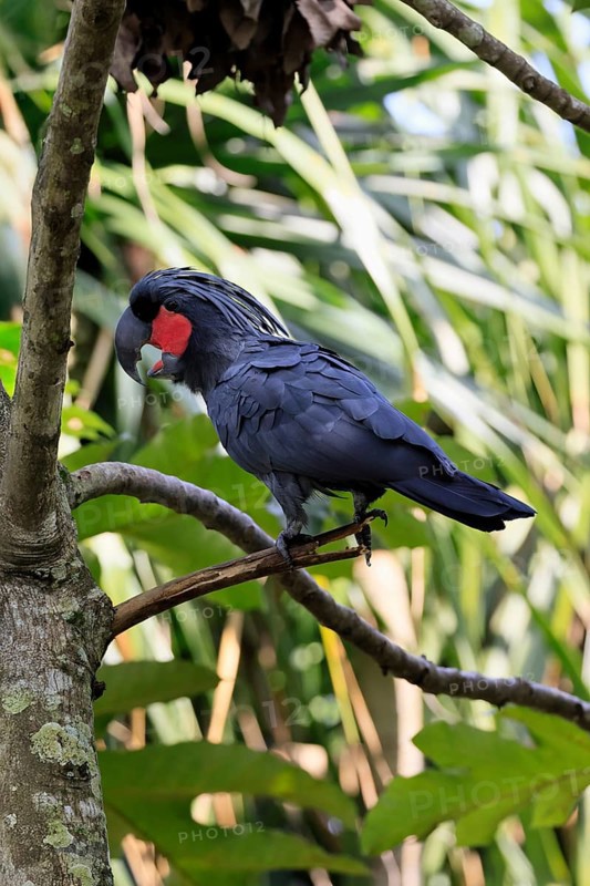 Palm Cockatoo (Probosciger aterrimus), Arabian Cockatoo, adult, on tree, perch, calling, Australia