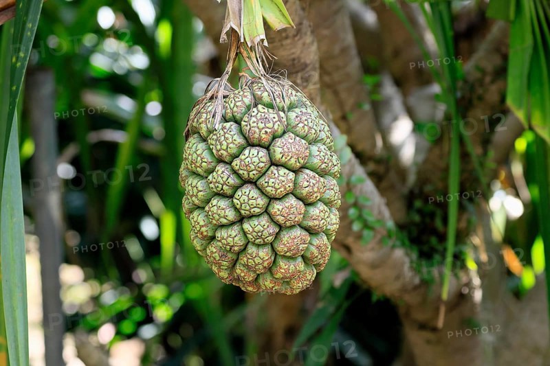 Pandanus tectorius, genus screw trees, unripe fruit dressing, fruits, useful plant, Singapore, Southeast Asia