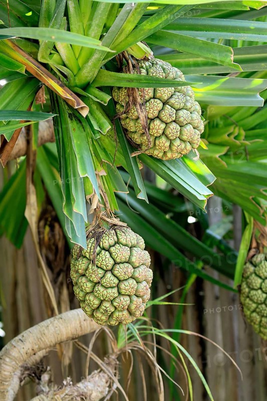 Pandanus tectorius, genus screw trees, unripe fruit dressing, fruits, useful plant, Singapore, Southeast Asia
