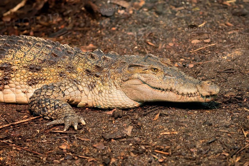 Philippine crocodile (Crocodylus mindorensis), adult, portrait, on land, Philippines, Southeast Asia