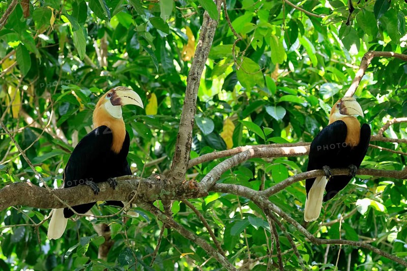 Papuan Hornbill (Rhyticeros plicatus), adult, male, two males, on tree, alert, Southeast Asia