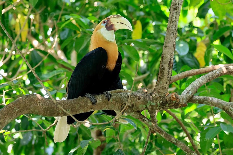Papuan Hornbill (Rhyticeros plicatus), adult, male, on tree, alert, Southeast Asia