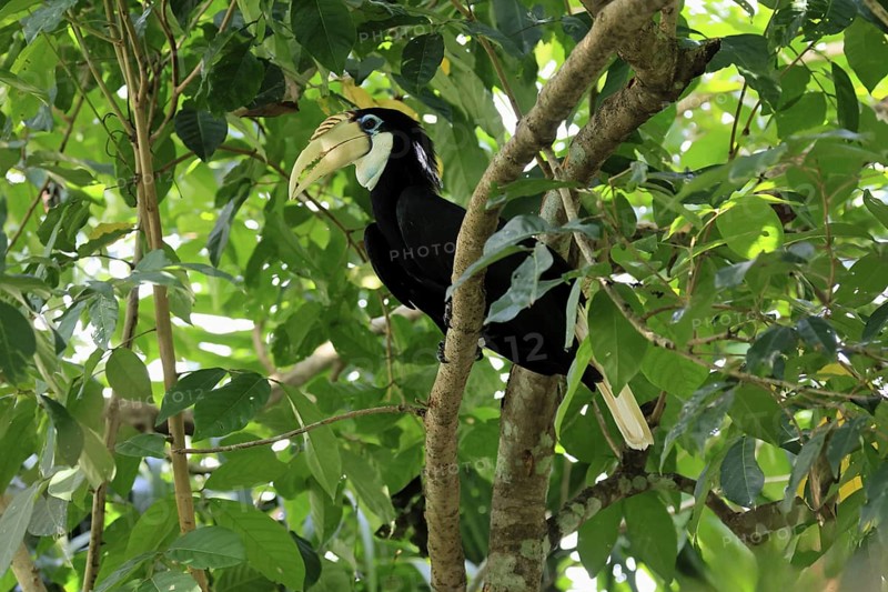 Papuan Hornbill (Rhyticeros plicatus), adult, female, on tree, alert, Southeast Asia