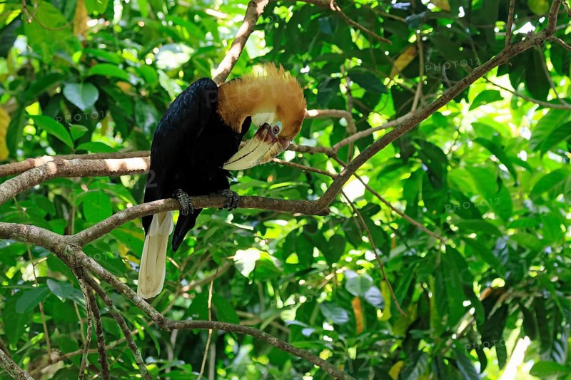 Papuan Hornbill (Rhyticeros plicatus), adult, male, on tree, plumage care, Southeast Asia