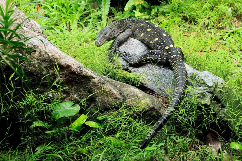 Papuan dragon (Varanus salvadorii), adult, foraging, on rocks, alert, New Guinea
