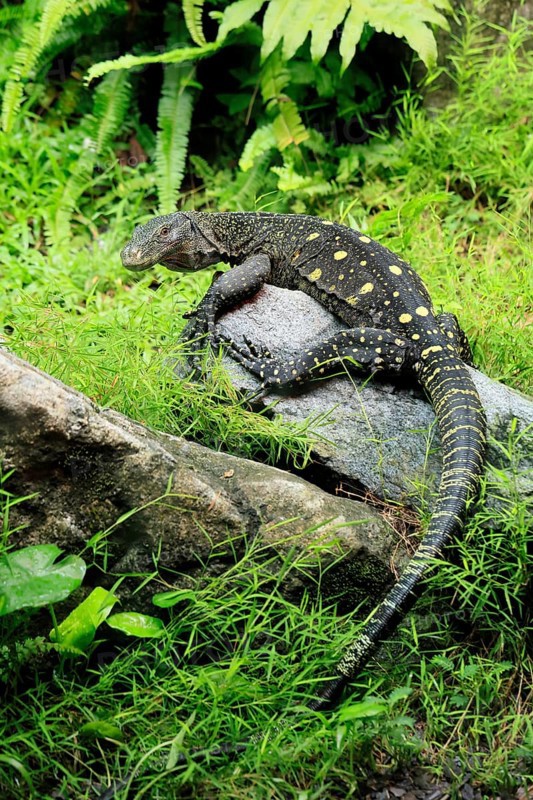 Papuan dragon (Varanus salvadorii), adult, foraging, on rocks, alert, New Guinea