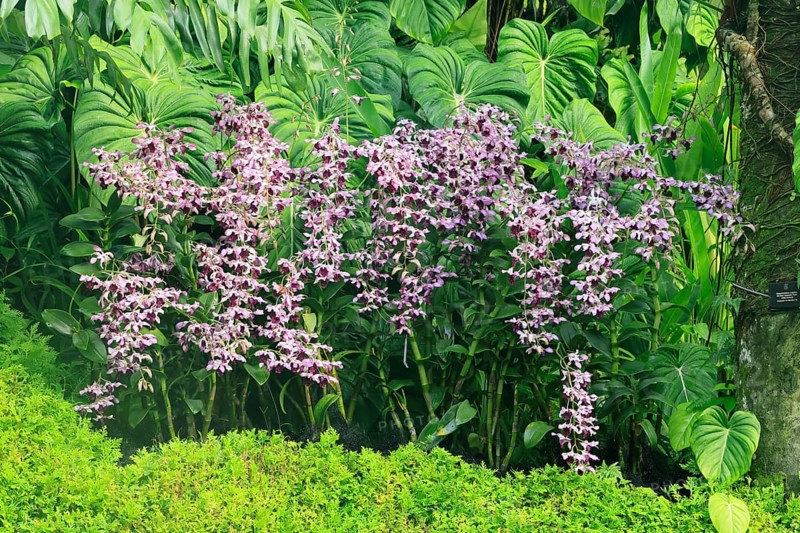 Orchid Dendrobium Serene Chang, flowers, blooming, Singapore, Southeast Asia