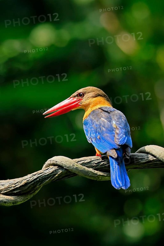Cranesbill Kingfisher (Pelargopsis capensis), Gurial, adult, on hold, Singapore, Southeast Asia