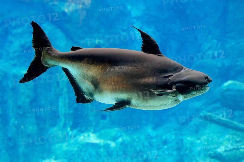 Mekong giant catfish (Pangasianodon gigas), adult, swimming, Southeast Asia