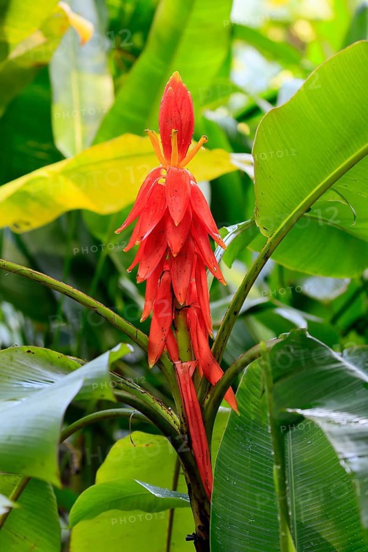 Musa coccinea, red dwarf banana, flower, Singapore, Southeast Asia