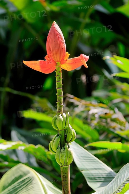 Musa laterita, Indian dwarf banana, blossom, fruits, Singapore, Southeast Asia
