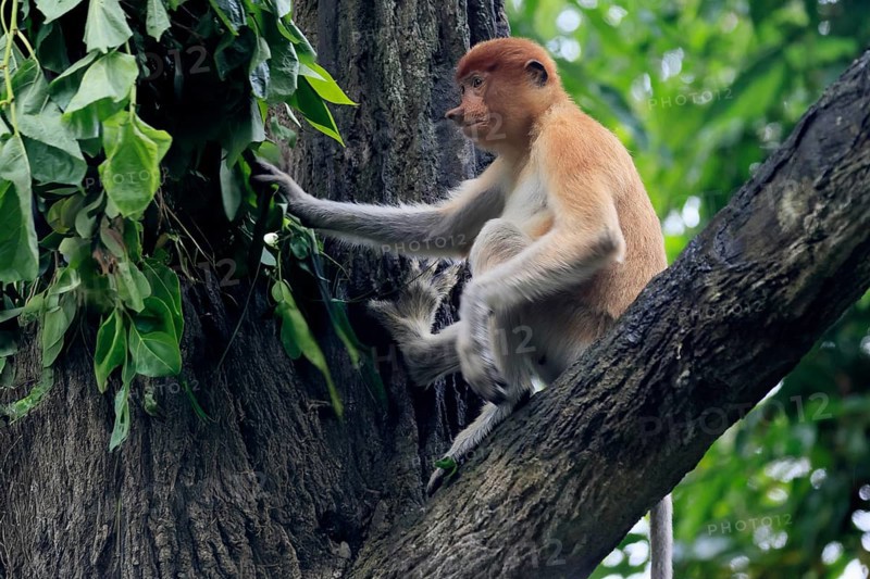 Proboscis monkey (Nasalis larvatus), young animal, sitting in a tree, looking for food