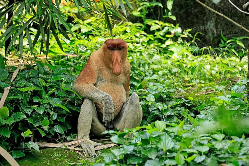 Proboscis monkey (Nasalis larvatus), adult, male, resting, sitting, on the ground