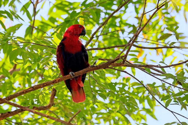 New Guinea noble parrot (Eclectus polychloros), adult, female, on tree, alert, New Guinea, Oceania