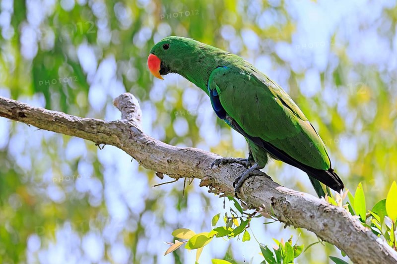 New Guinea noble parrot (Eclectus polychloros), adult, male, on tree, alert, New Guinea, Oceania