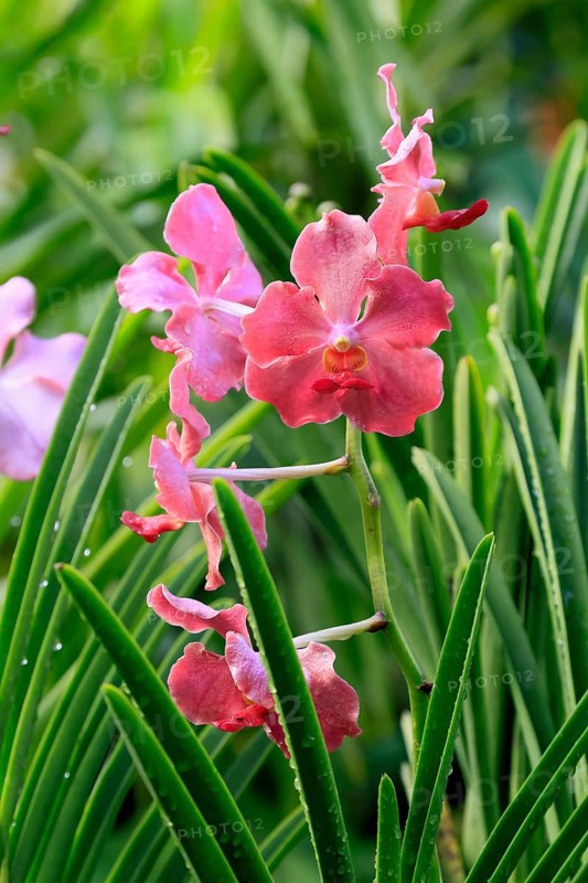 Papilionanda Tan Hoon Siang orchid, blossoms, blooming, Singapore, Southeast Asia