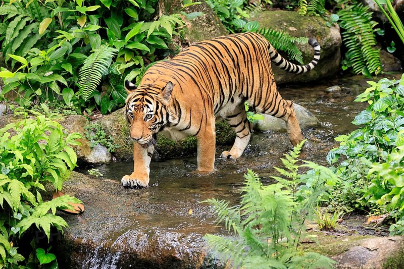 Malaysia tiger (Panthera tigris jacksoni), adult, running, in water, stream, vigilant, Malaysia, Southeast Asia
