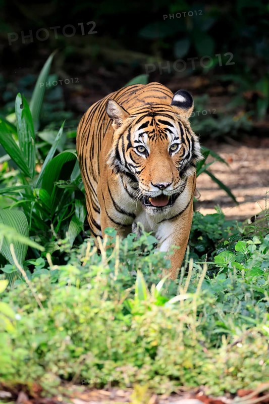 Malaysia tiger (Panthera tigris jacksoni), adult, alert, Malaysia, Southeast Asia