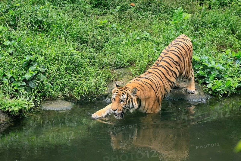 Malaysia tiger (Panthera tigris jacksoni), adult, at water, shore, vigilant, Malaysia, Southeast Asia