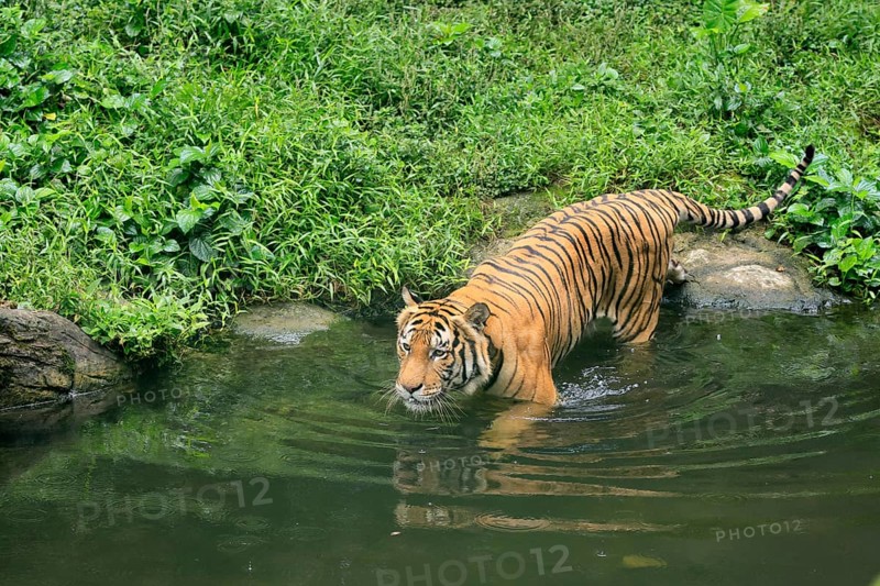 Malaysia tiger (Panthera tigris jacksoni), adult, at water, vigilant, Malaysia, Southeast Asia