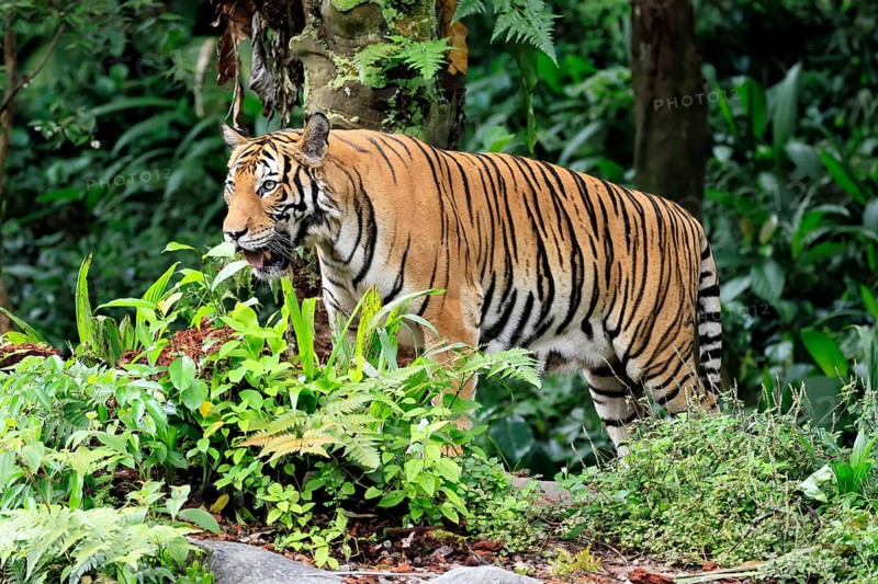 Malaysia tiger (Panthera tigris jacksoni), adult, alert, Malaysia, Southeast Asia