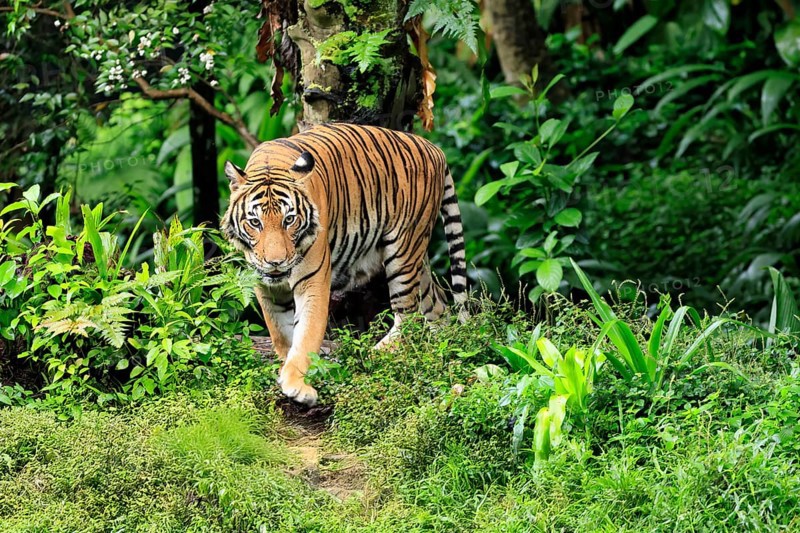 Malaysia tiger (Panthera tigris jacksoni), adult, running, stalking, vigilant, Malaysia, Southeast Asia