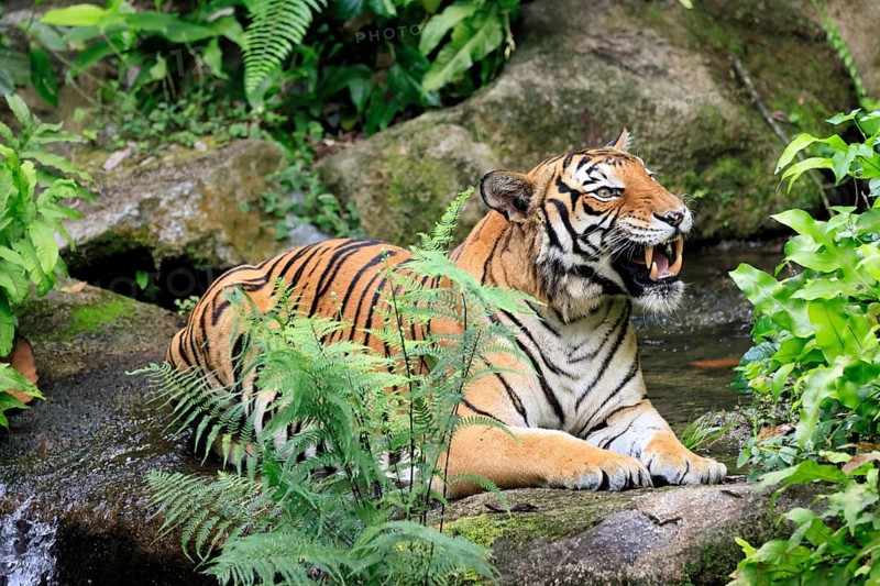 Malaysia tiger (Panthera tigris jacksoni), adult, portrait, sitting, yawning, Malaysia, Southeast Asia