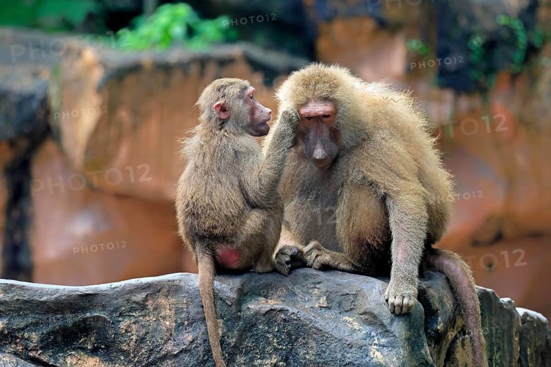 Mantled baboon (Papio hamadryas), two animals, grooming, sitting, on rocks, social behaviour