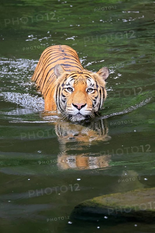 Malaysia tiger (Panthera tigris jacksoni), adult, in water, swimming, Malaysia, Southeast Asia