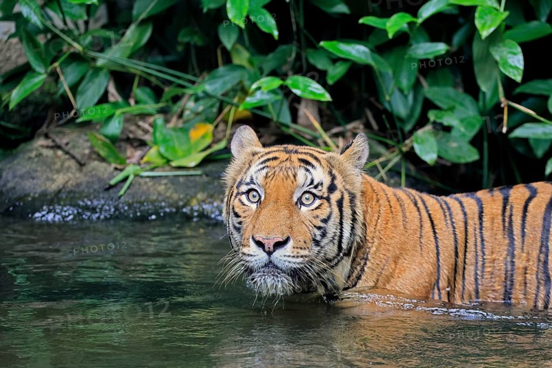 Malaysia tiger (Panthera tigris jacksoni), adult, in water, alert, portrait, Malaysia, Southeast Asia