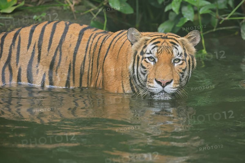Malaysia tiger (Panthera tigris jacksoni), adult, in water, alert, Malaysia, Southeast Asia