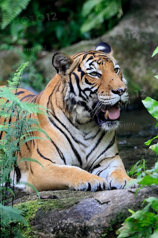 Malaysia tiger (Panthera tigris jacksoni), adult, portrait, rock, vigilant, Malaysia, Southeast Asia