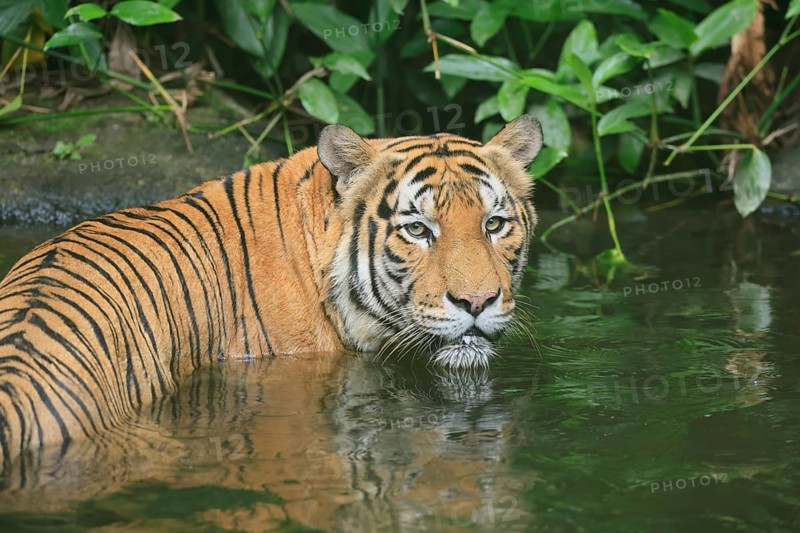 Malaysia tiger (Panthera tigris jacksoni), adult, portrait, in water, alert, Malaysia, Southeast Asia