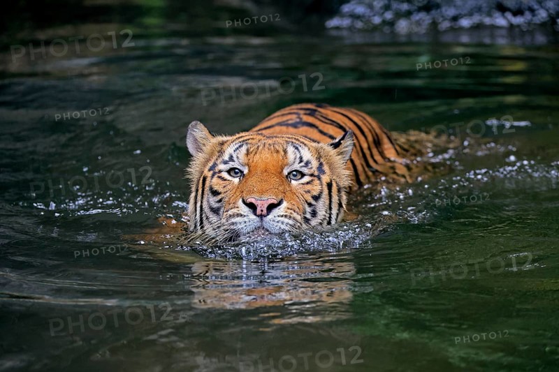 Malaysia tiger (Panthera tigris jacksoni), adult, in water, swimming, Malaysia, Southeast Asia