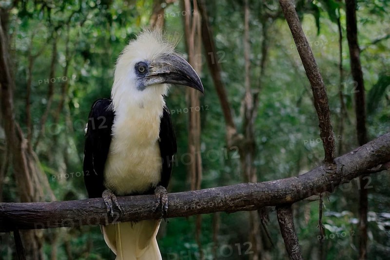 Long-crested Hornbill (Berenicornis comatus), adult, male, on tree, alert, Southeast Asia, Singapore, Malaysia