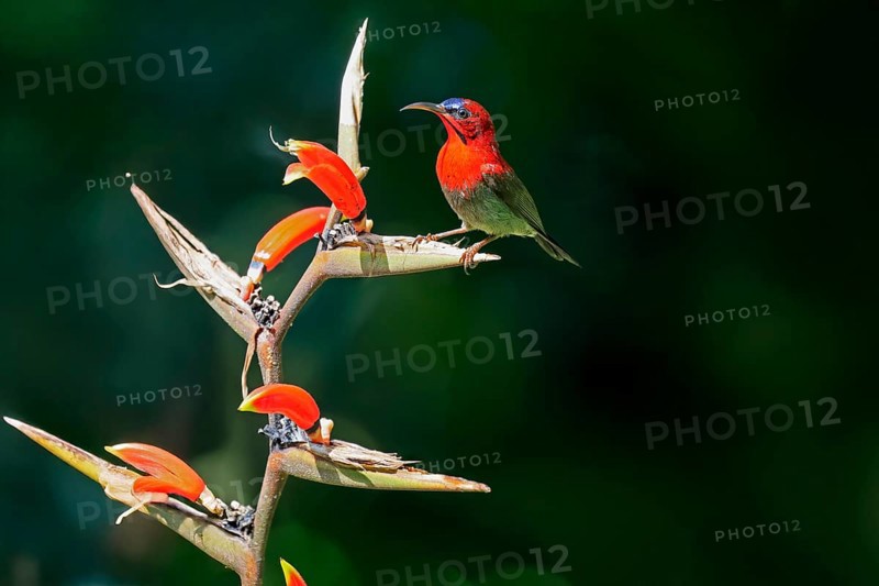 Crimson Sunbird (Aethopyga siparaja), Yellow-backed Sunbird, adult, male, on flower, foraging, Singapore, Southeast Asia